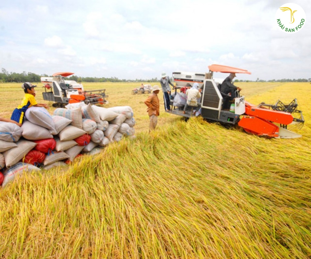 Việt Nam xuất khẩu gạo thứ mấy trên thế giới, vùng trồng lúa gạo chủ yếu và nước nào xuất khẩu gạo lớn nhất? 