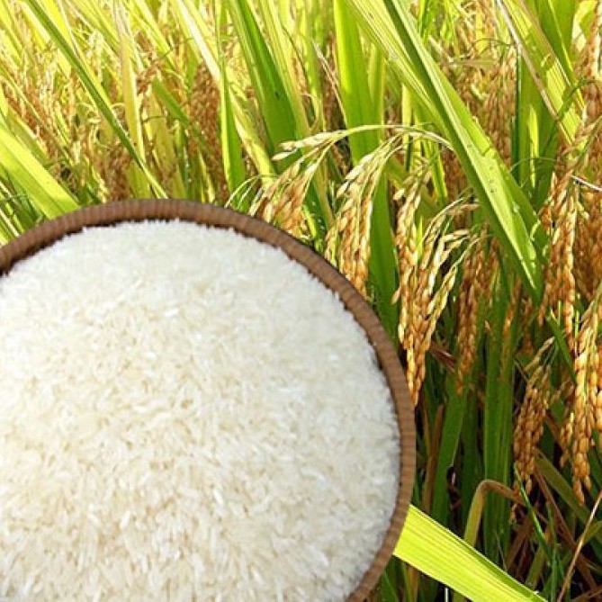 Thị trường lúa gạo Việt Nam