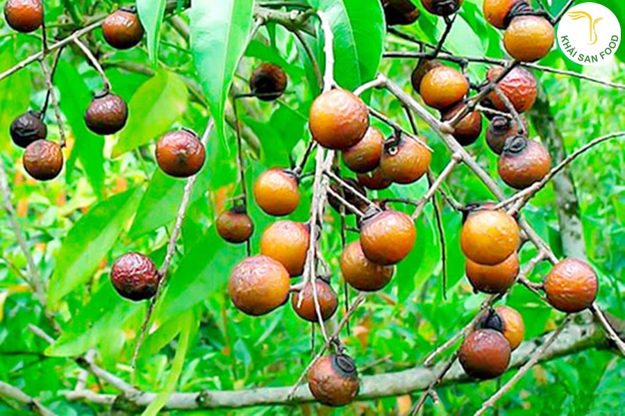 nước rửa chén bồ hòn