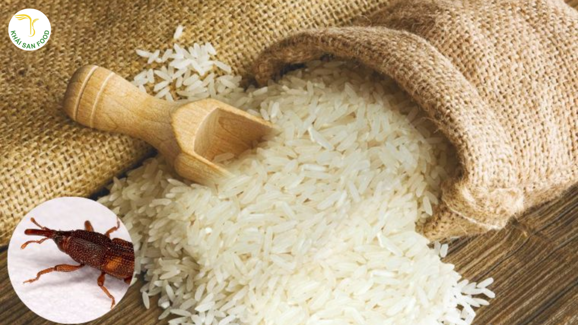Mọt gạo là một loài côn trùng nguy hại 