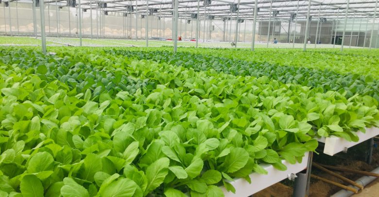 Rau củ organic luôn là lựa chọn tốt nhất cho sức khỏe Rau củ organic luôn là lựa chọn tốt nhất cho sức khỏe