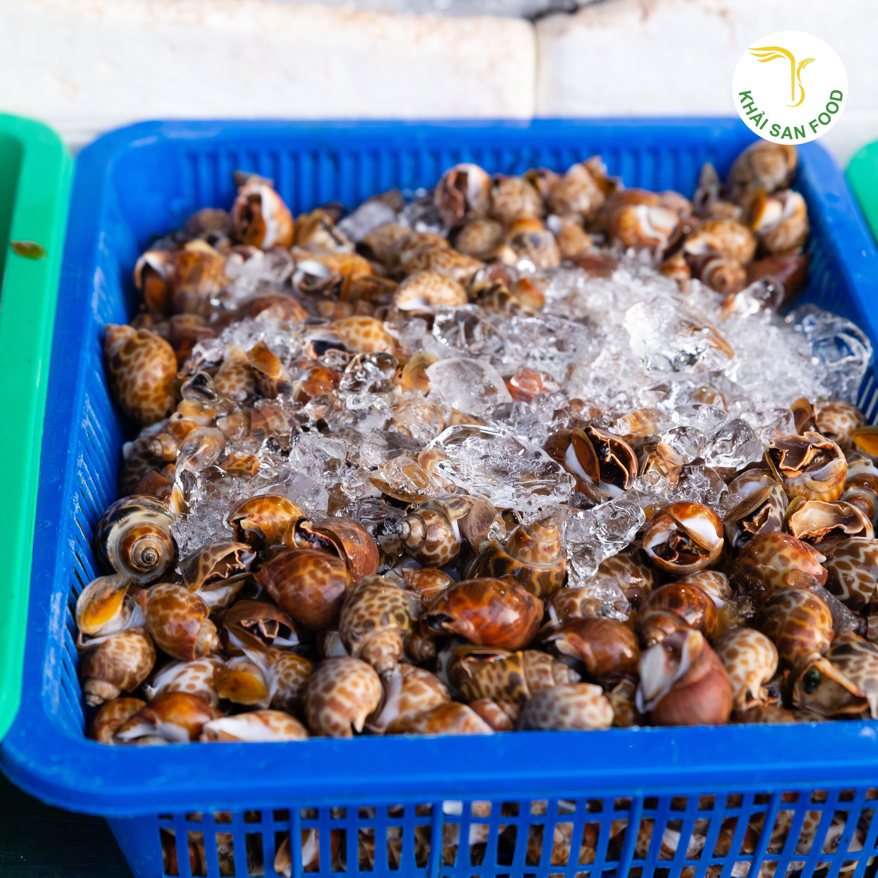 Ốc tươi sống cần để ý trong quá trình bảo quản